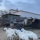 غنم دفع