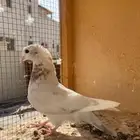 حمام للبيع الموقع حقل