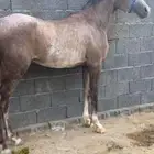 مهر شعبي كفو