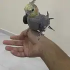 كروان أليف