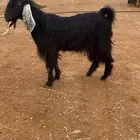 البيع تيس ثني