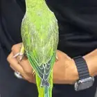 للبيع درة هولندي اليف