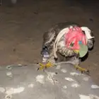 جليميه و بكه