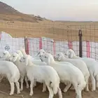 طليان حريات شعره وطرق