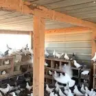 مشروع حمام فرنسي لاحم