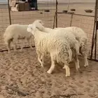 غنم حريات صنف الصنف 4 روس مضاريع3 روس و1 مقروعه قبل شهر