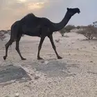 للبيع ضروبه طيبه جدا