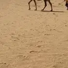 شعلا لقحه