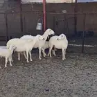 ضان