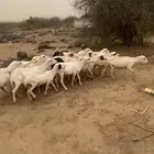 ضان للبيع