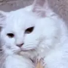 قط للتبني