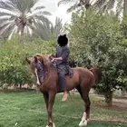 حصان واهو كفو
