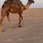 بكره مجيهم