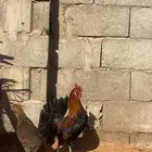 ديك عربي احمر