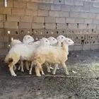 ارخال للبيع