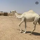للبيع بكره عقابية