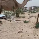 ناقه لقحه