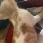 قطط رضيعه للتبني
