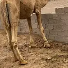 للبيع فحل اشعل طيب