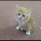 على سوم قطة نظيفة