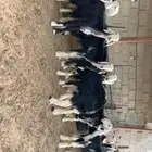 رخال نجد