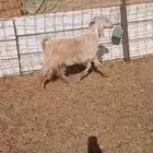 داغور ومعزا للبيع