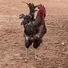 دجاج بلدي. الخرج
