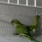 بغباء ذوره زوج