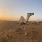بكره حقه رمانيه كفو سليمه من العذريب