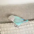روز ضايع