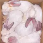 أرانب