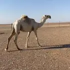 قعود حيسوني