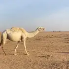 ضريبه كفو. تو مسحوب ولدها