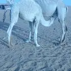 قعدان بريه شرط على حليب امهاتها