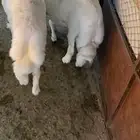 خرفااان