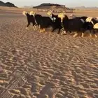 غنم نجد كفو غنم بر ومواليد ودفيع