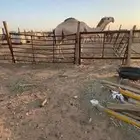 قعود جده عليان الحيسوني