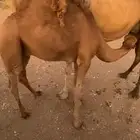 قعدان