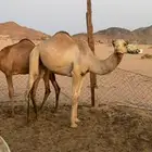 قعود حر