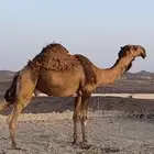 جذع فريحي يثني شرط وهدي وقيمته غاليه