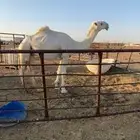 قعود على ولد الحاكم بعير ابن قريع