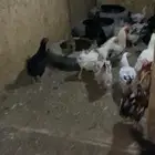 دجاج للبيع