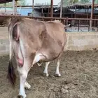 عجله دافع نادره سويسريه براون