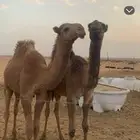 حشو طيب ب الحيل