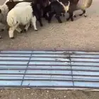 بهم نعيم العدد تسعه 6 خرفان و 3 رخال