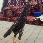 زوج شامو يباني