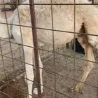 قعود لباني فاخر