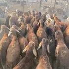 طليان سواكن حمر