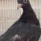 طبتين صنعاوي. جرم صغير الخرج
