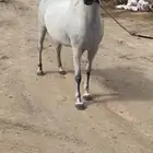 فرس شعبيه تنافس الواهو